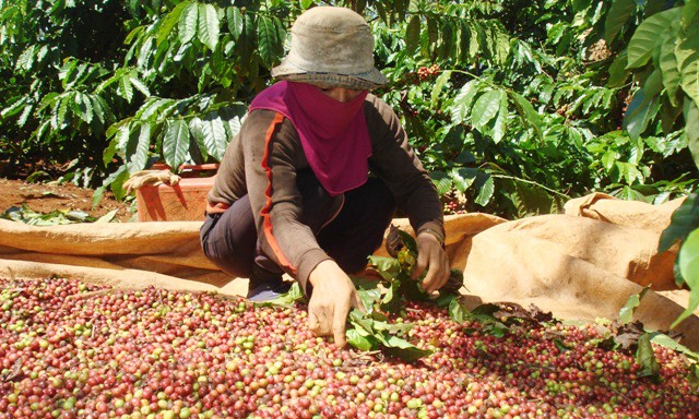 Chuyên gia kinh tế "mách nước" cho nông sản Việt - Ảnh 1. Chuyên gia kinh tế "mách nước" cho nông sản Việt - Ảnh 1.
