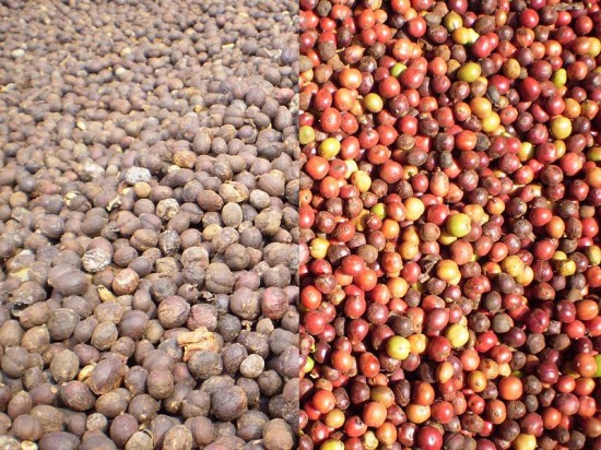 Giá cà phê tiếp tục đà giảm, tiêu ít biến động - Ảnh 1.