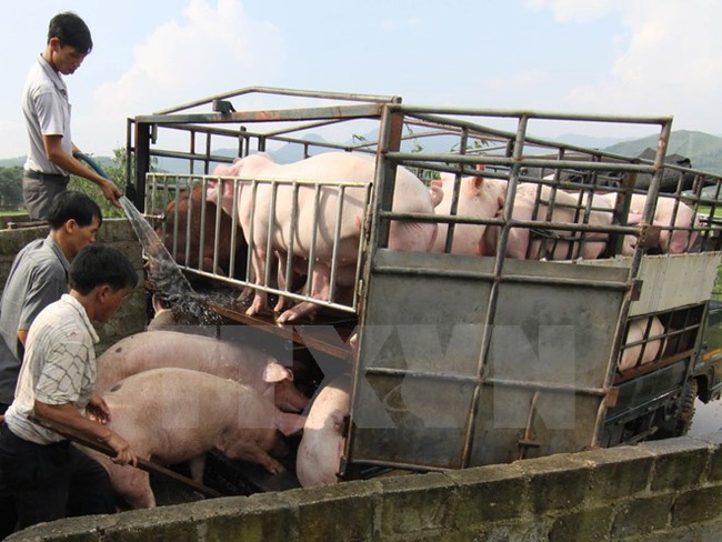 “Không ai gói bánh chưng bằng thịt gà, thịt dê” và giải quyết bài toán thiếu thịt cuối năm - Ảnh 1. “Không ai gói bánh chưng bằng thịt gà, thịt dê” và giải quyết bài toán thiếu thịt cuối năm - Ảnh 1.