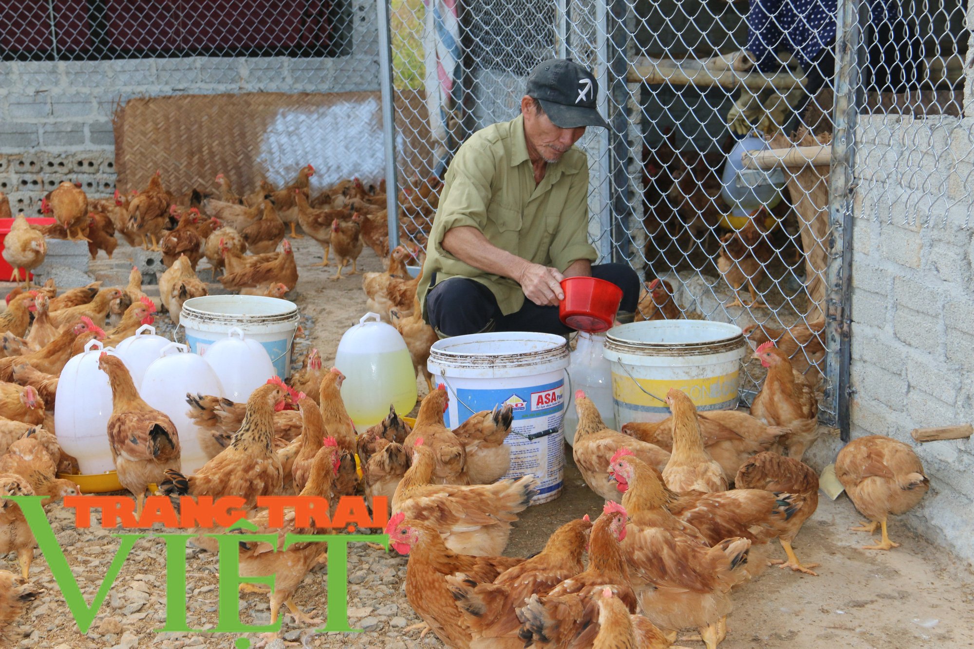 Nuôi gà bằng thức ăn hữu cơ kết hợp thảo dược, thịt săn chắc thơm ngon - Ảnh 8. Nuôi gà bằng thức ăn hữu cơ kết hợp thảo dược, thịt săn chắc thơm ngon - Ảnh 8.