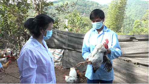 Lạng Sơn: Áp dụng KHKT xây dựng mô hình nuôi gà 6 cựa trên đỉnh Mẫu Sơn - Ảnh 1. Lạng Sơn: Áp dụng KHKT xây dựng mô hình nuôi gà 6 cựa trên đỉnh Mẫu Sơn - Ảnh 1.