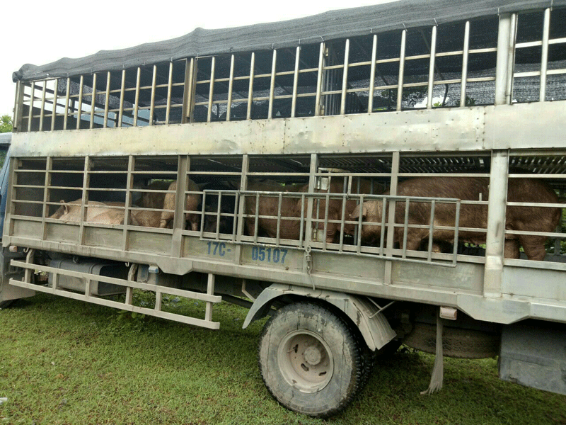 Lo mất ATTP tết, Quảng Ninh tăng cường chống buôn lậu thực phẩm - Ảnh 1. Lo mất ATTP tết, Quảng Ninh tăng cường chống buôn lậu thực phẩm - Ảnh 1.