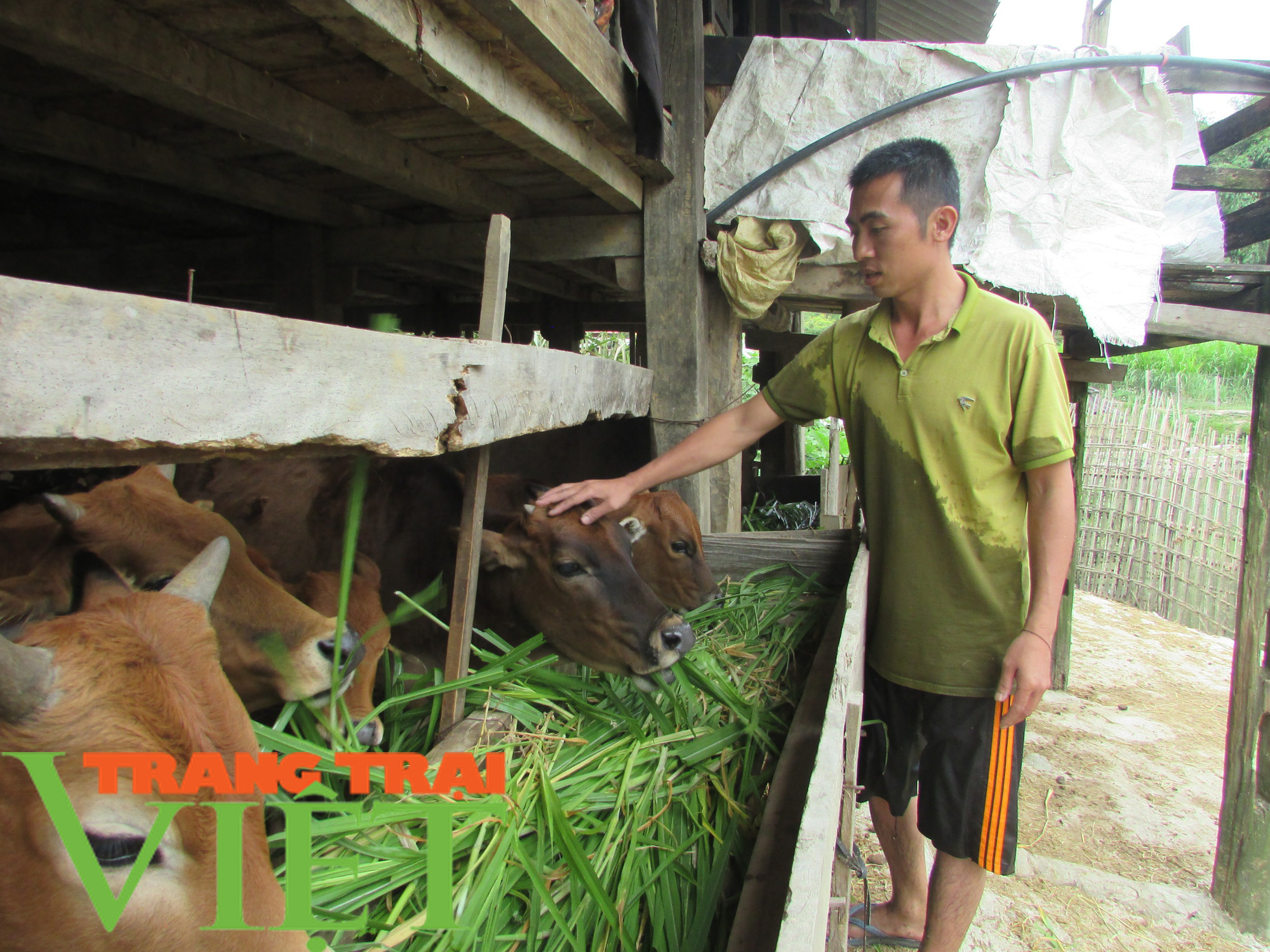 Các giải pháp giảm nghèo ở rốn lũ Mường La - Ảnh 2. Các giải pháp giảm nghèo ở rốn lũ Mường La - Ảnh 2.