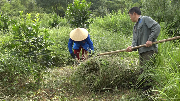 Lạng Sơn: Hỗ trợ sản xuất, xây dựng mô hình phát triển cây dược liệu - Ảnh 1. Lạng Sơn: Hỗ trợ sản xuất, xây dựng mô hình phát triển cây dược liệu - Ảnh 1.