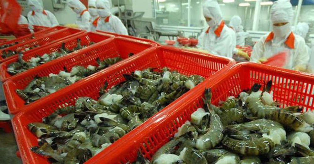 Trung Quốc cấm nhập khẩu tôm từ Ecuador, cơ hội lớn cho tôm Việt Nam. - Ảnh 3. Trung Quốc cấm nhập khẩu tôm từ Ecuador, cơ hội lớn cho tôm Việt Nam. - Ảnh 3.