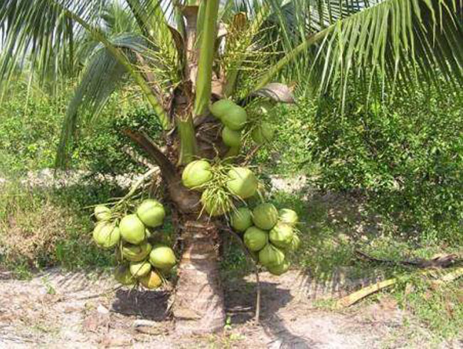 Giá hồ tiêu... rớt, nông dân Bình Phước chuyển đổi cây trồng mới - Ảnh 1. Giá hồ tiêu... rớt, nông dân Bình Phước chuyển đổi cây trồng mới - Ảnh 1.