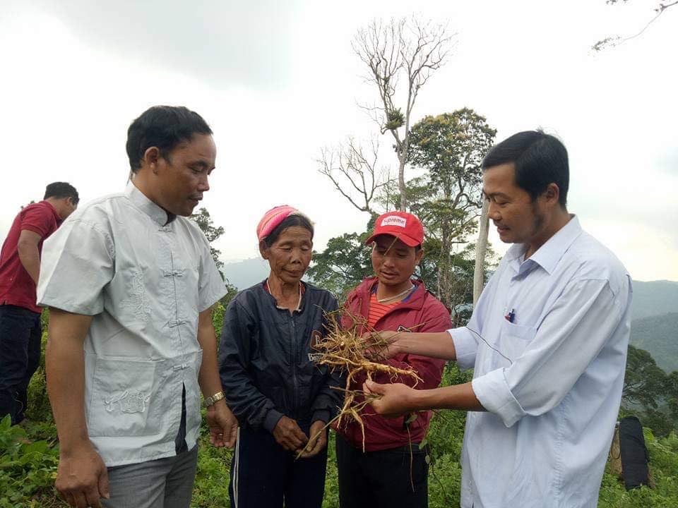 Quảng Nam: Cây dược liệu xóa đói nghèo cho đồng bào ở vùng biên - Ảnh 1. Quảng Nam: Cây dược liệu xóa đói nghèo cho đồng bào ở vùng biên - Ảnh 1.