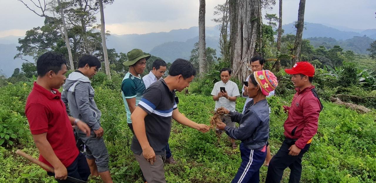 Quảng Nam: Cây dược liệu xóa đói nghèo cho đồng bào ở vùng biên - Ảnh 4. Quảng Nam: Cây dược liệu xóa đói nghèo cho đồng bào ở vùng biên - Ảnh 4.