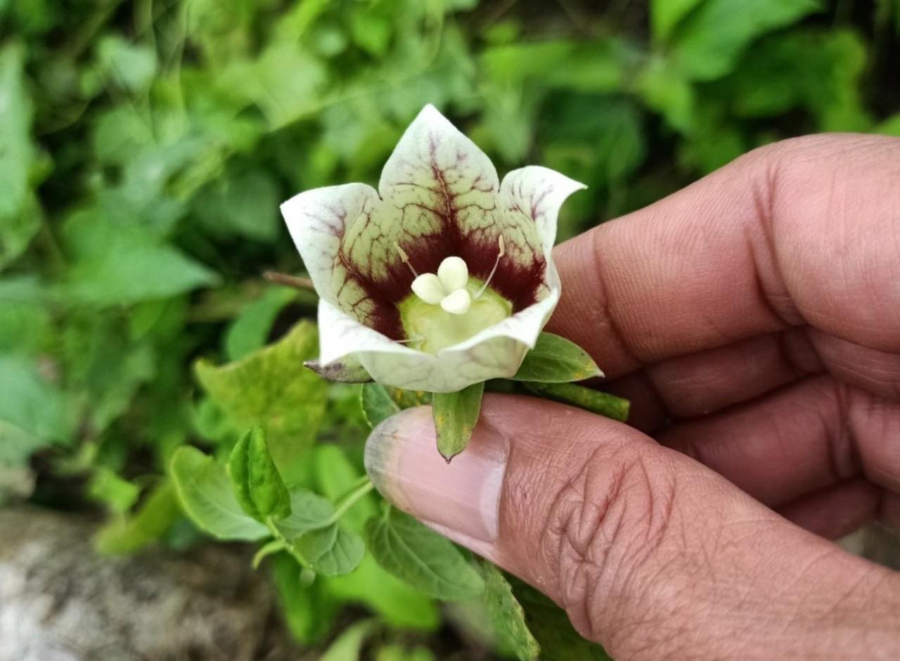 Quảng Nam: Cây dược liệu xóa đói nghèo cho đồng bào ở vùng biên - Ảnh 3. Quảng Nam: Cây dược liệu xóa đói nghèo cho đồng bào ở vùng biên - Ảnh 3.
