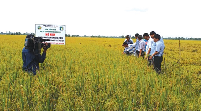 Chuyển cấy máy, người trồng lúa tăng lợi nhuận - Ảnh 2.