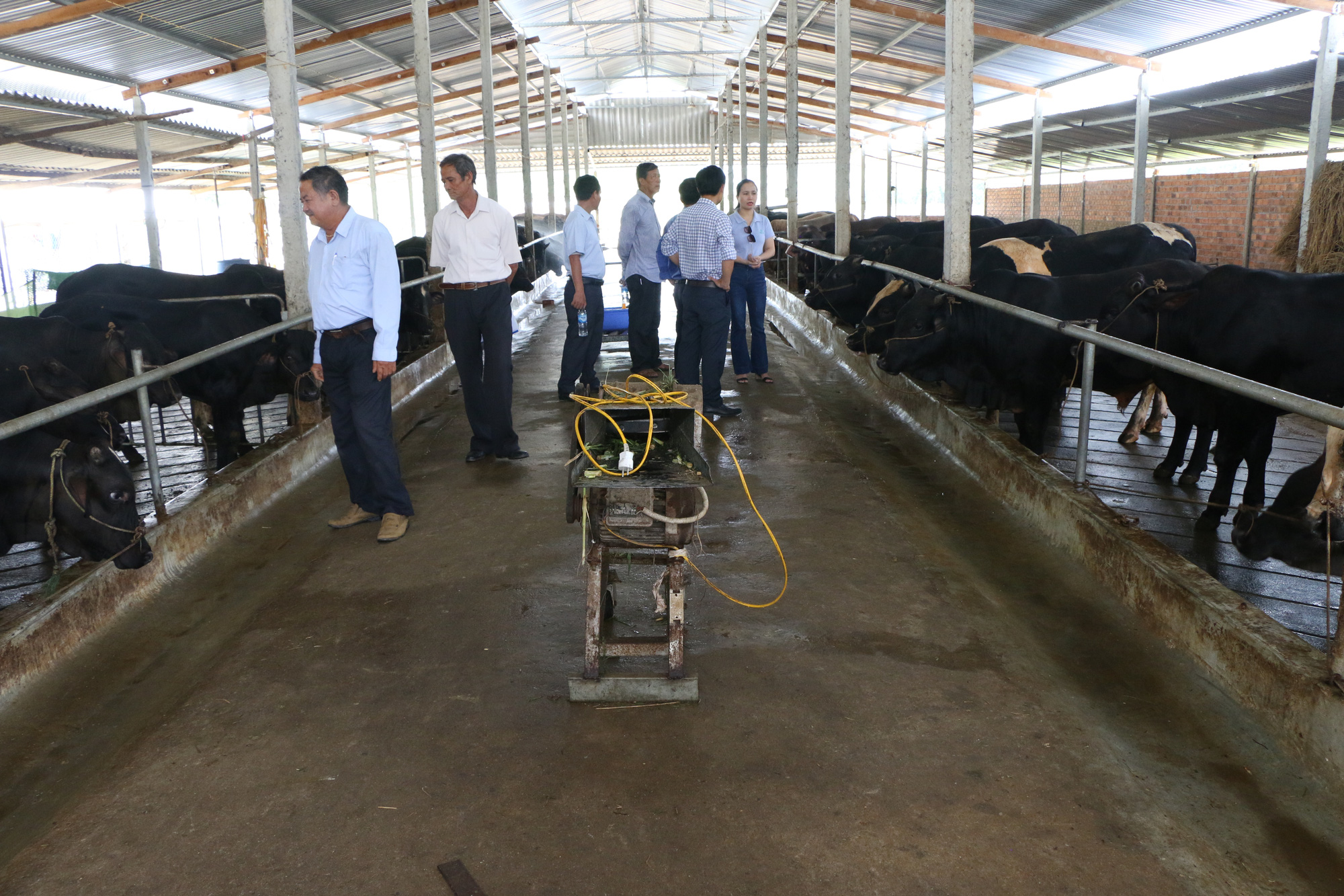 Quảng Ngãi: Hiệu quả từ mô hình nuôi bò lai thâm canh - Ảnh 3. Quảng Ngãi: Hiệu quả từ mô hình nuôi bò lai thâm canh - Ảnh 3.