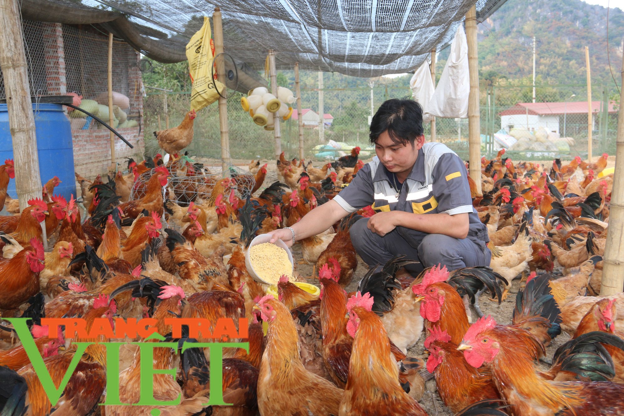 Nuôi gà bằng thức ăn hữu cơ kết hợp thảo dược, thịt săn chắc thơm ngon - Ảnh 2. Nuôi gà bằng thức ăn hữu cơ kết hợp thảo dược, thịt săn chắc thơm ngon - Ảnh 2.