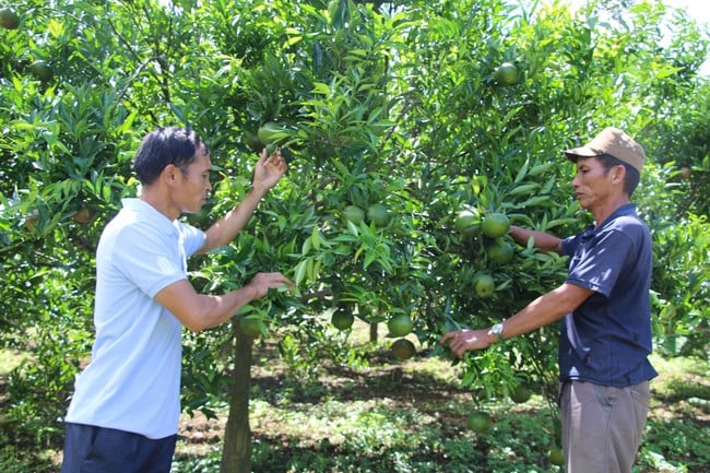 Sốp Cộp: Phát triển thương hiệu giống cam, quýt địa phương - Ảnh 1.