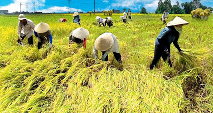 Gia nhập EVFTA: Nông dân phải là doanh nghiệp - Ảnh 2. Gia nhập EVFTA: Nông dân phải là doanh nghiệp - Ảnh 2.
