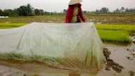 Cách chống rét cho mạ, lúa Đông Xuân trong giá băng