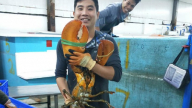 Chi cả chục triệu đồng mua tôm 'khổng lồ' về ăn mà chợ vẫn cháy hàng