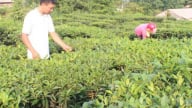 Học và làm theo Bác: Đem lợi ích thiết thực đến nông dân