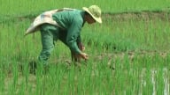 Vì an ninh lương thực, bảo vệ tốt trên 1 triệu ha lúa Đông Xuân ở các tỉnh phía bắc
