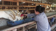 Giá dê thịt rớt thảm, dê giống vẫn ngon ăn