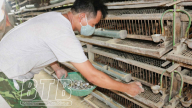 Đang làm thợ mộc bỏ đi nuôi thứ chim bé như nắm tay ví như 'con siêu đẻ', lãi ngay 200 triệu