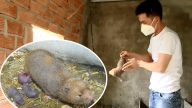 Thanh niên Bình Thuận nuôi con gặm nhấm nhìn giống chuột, vừa nhàn vừa dễ thu tiền triệu