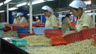 Xuất khẩu hạt điều tăng cả lượng và kim ngạch 