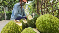 Sau thanh long, hàng chục nghìn tấn mít, bưởi, chuối cần tiêu thụ gấp