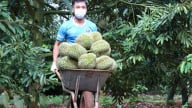 Trị bệnh 'tắc đường' nông sản