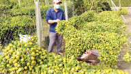 Trồng tắc kiểng cuộn ra hình con hổ, anh nông dân Bến Tre bán 2,5 triệu đồng/'con'