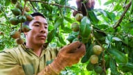 Vì sao 8 năm nữa, tỉnh Đắk Lắk nâng gấp đôi diện tích trồng mắc ca lấy thứ hạt ví như nữ hoàng quả khô?