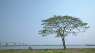 Những cây cô đơn dọc miền đất nước