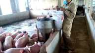 Giá thức ăn chăn nuôi tăng cao, người nuôi lỗ nặng
