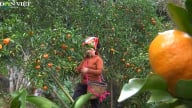Nông nghiệp sạch, nông nghiệp hữu cơ nâng cao giá trị nông sản Sơn La