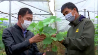 Video: Trồng theo hướng hữu cơ, nông sản Sơn La vừa tăng sản lượng vừa bán được giá