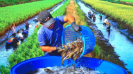 Kinh tế tuần hoàn thúc đẩy phát triển kinh tế bền vững, hài hòa với bảo vệ môi trường