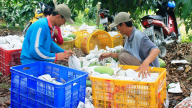 Nhiều loại xoài tăng giá 