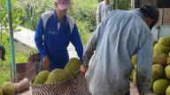 Giá mít chỉ còn 3.000 đồng/kg