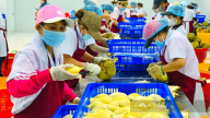 Để sầu riêng Việt Nam vươn ra biển lớn