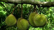 Hỗ trợ sản xuất và tiêu thụ 3 loại trái cây đặc sản Tiền Giang