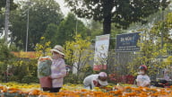 Chiều cuối năm, hoa kiểng hạ giá mạnh