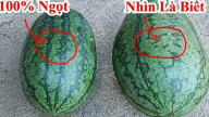 Không cần vỗ vào quả, nhìn biết ngay quả dưa hấu đặc ruột, ngọt căng