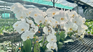 Lan hồ điệp Sài Gòn ngược đường lên bán ở xứ hoa Lâm Đồng