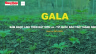 Sáng nay sẽ diễn ra Gala 'Sâm Ngọc Linh trên đất Sơn La - Từ Quốc bảo trở thành sinh kế' 