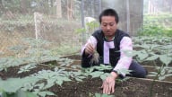 Sâm Ngọc Linh bén rễ trên đất Sơn La giúp đồng bào dân tộc Mông thoát nghèo