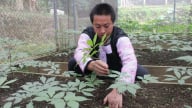  Gala 'Sâm Ngọc Linh trên đất Sơn La - Từ Quốc bảo trở thành sinh kế'