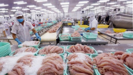 
Trình độ sản xuất cá tra của Việt Nam tương đương Hoa Kỳ 
