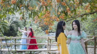 Hoa Vô Ưu mùa nở rộ