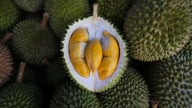 Trung Quốc sắp thu hoạch lứa sầu riêng nội địa đầu tiên 