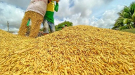 Bình ổn giá gạo trong nước khi giá thế giới tăng cao