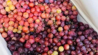 Nho kẹo đỏ Trung Quốc giá rẻ hơn rau